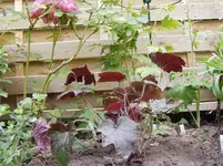 neue STauden gesetzt 003.webp