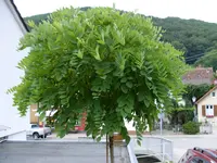 SDC10313.webp