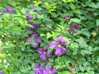 DSCN0427.webp