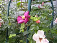 DSCN0430.webp