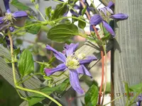 DSCN0433.webp