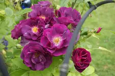 DSC05494.webp