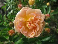001.webp