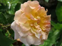 002.webp
