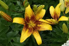 DSC05490.webp