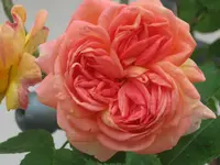 021.webp
