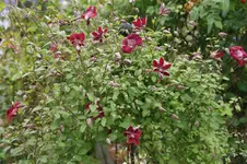 DSC05488.webp