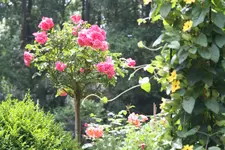 Rosarium Uetersen.webp