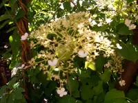 Kletterhortensie.webp