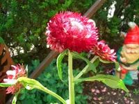 Strohblume.webp