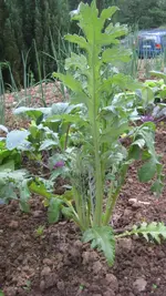 Läuseaufzucht 002.webp