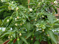 chili2011-06.webp