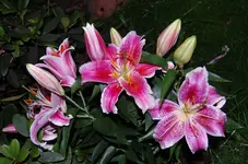 ilie.webp