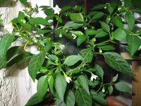 IMG_1809.webp