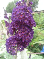 IMG_5124.webp