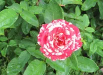 Papagena.webp