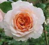 Rosenbeet2.webp