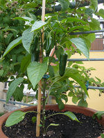 chili2011-02.webp