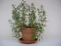 Bohnenkraut01.webp