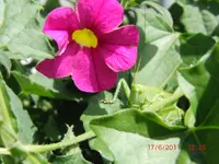 CIMG2970.webp