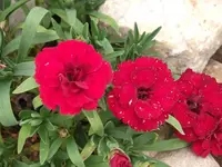 DSCF0544.webp
