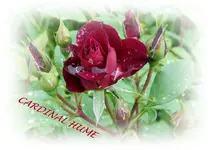 Cardinal Hume1.webp