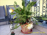 JD500508.webp