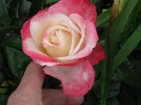 IMG_3571_1067x800.webp