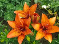 IMG_lilie orange_1067x800.webp