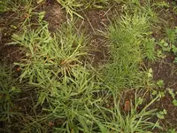 Gras.webp