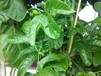 DSC02704.webp