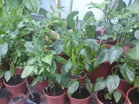 DSC02698.JPG