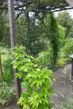 Garten Juni 3 050.webp