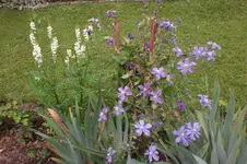 Garten Juni 3 052.webp