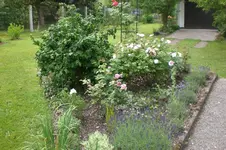 Garten Juni 3 055.webp