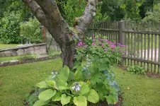 Garten Juni 3 057.webp