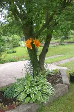 Garten Juni 3 062.webp