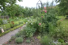 Garten Juni 3 071.webp