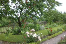 Garten Juni 3 072.webp