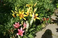 DSC05499.webp