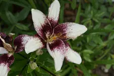 DSC05500.webp