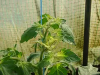 +Tomate 001.webp