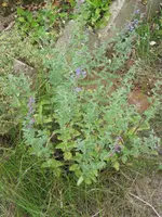 IMG_2568.webp
