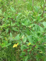 IMG_2571.webp