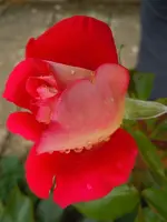013.webp