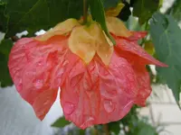 027.webp