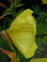106.webp
