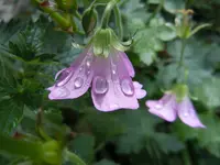170.webp