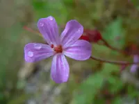 155.webp