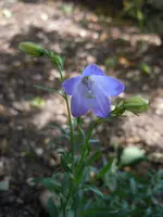 208.webp